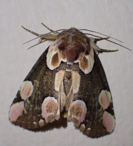 Réf. 234 822 : Thyatira batis